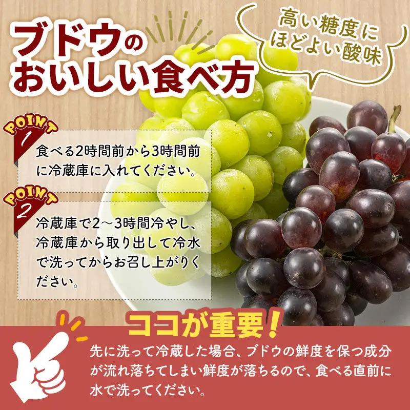 《先行受付》シャインマスカット・ピオーネ・クイーンニーナ 3房セット（合計約1.5kg）秋田県 由利本荘市産 八紘園