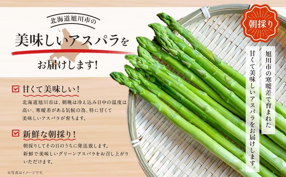 【先行予約】朝採り グリーンアスパラ L 1.3kg (2026年5月下旬発送開始) 【 アスパラ アスパラガス グリーンアスパラ 【先行予約】朝採り 直送 産地直送 旬 春 北海道 とれたて お取り