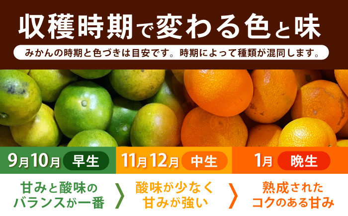 【先行予約】《伊木力みかん》家庭用みかん(10kg) / みかん ミカン 蜜柑 フルーツ 果物 柑橘 / 諫早市 / 山野果樹園 [AHCF001]