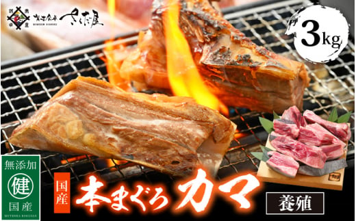 
国産 本まぐろ カマ 3kg まぐろの王様！ふっくらジューシー 抜群の脂乗り 定番の塩焼きや煮つけにおすすめ！ 【 鮪 マグロ おつまみ BBQ バーベキュー グルメ お取り寄せ 冷凍 】 [e04-b020]
