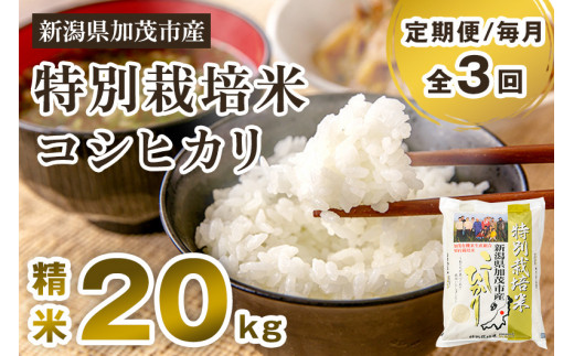 【令和7年産新米先行予約】【定期便3回毎月お届け】特別栽培米 コシヒカリ 精米 20kg（5kg×4） 《10月中旬から順次出荷》 白米 従来品種コシヒカリ 加茂有機米生産組合 新潟県 加茂市産 白米 米 お米 定期便