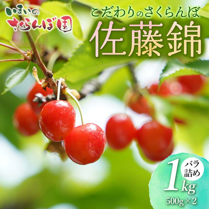 【令和8年産先行予約】　こだわりのさくらんぼ「佐藤錦」（Lサイズ以上）　バラ詰め　1kg　(500g×2)　いまいのさくらんぼ園 K-866