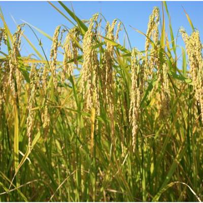 ふるさと納税 長浜市 滋賀県産 低農薬栽培 ミルキークイーン 玄米5kg 令和7年産 |  | 02