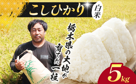 【先行予約】栃木県 下野市 コシヒカリ 5kg 米