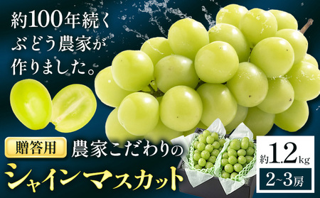 【2026年発送】シャインマスカット 贈答用 農家こだわりの シャインマスカット 約1.2kg  Nini farm 