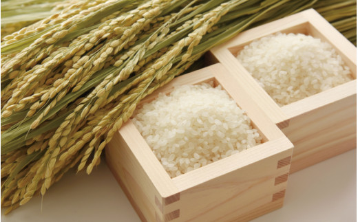 和歌山県産 キヌヒカリ 5kg(2025年産)  産地直送 米 こめ ご飯 ごはん 【sml101F】