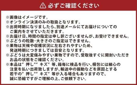 ぶどう 2026年 先行予約 ニュー ピオーネ 1房 600g以上 【2026年8月下旬～9月下旬 発送予定】 ブドウ 葡萄 岡山県産 国産 フルーツ 果物 ギフト 環山堂 くだもの お取り寄せ 贈り