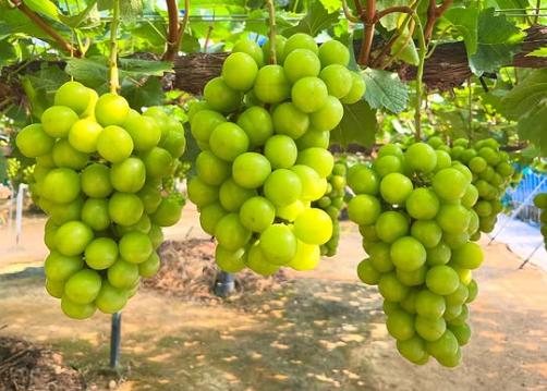 シャインマスカット