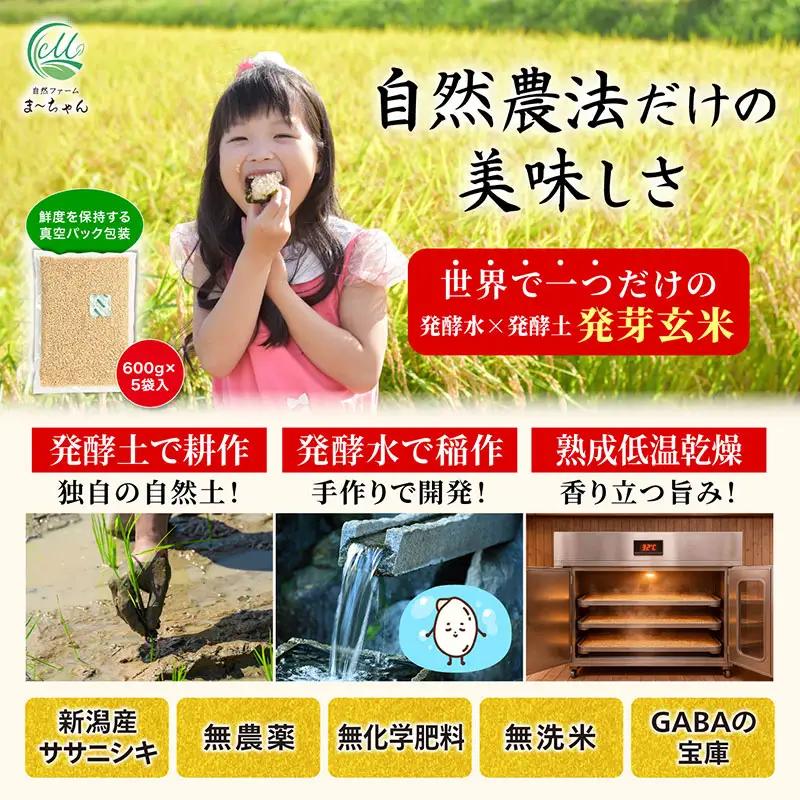 先行予約 発芽玄米 ササニシキ 3kg(600gx5袋)   令和8年 無農薬 新潟県産 発芽玄米