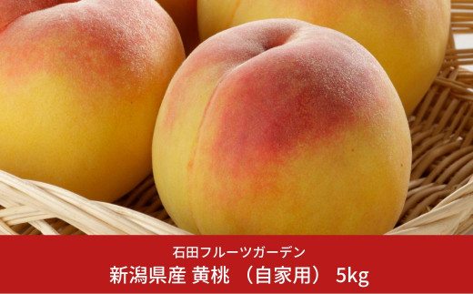 黄桃 自家用 5kg [2026年発送分] 令和8年産 新潟県産黄桃 新潟フルーツ おう桃 [石田フルーツガーデン] おうとう オウトウ【011P013】