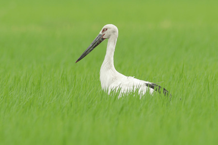 【特別栽培米】コウノトリ育むお米　令和5年度産　 10kg