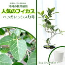 【ふるさと納税】★【沖縄の観葉植物】人気のフィカス ベンガレンシス6号 シュエット鉢ポット インテリアグリーン ゴムの木 ゴムノキ ガーデン 風水 鉢植え 癒し 成長記録 趣味 専門店 生活 オフィス おすすめ 暮らし おしゃれ 南国 日光 水やり お祝い 送料無料