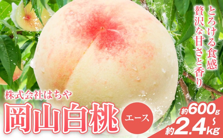 
            【2026年先行予約】岡山白桃 等級 エース 【選べる】約600g~2.4kg 《2026年7月上旬‐8月下旬頃出荷》株式会社 はちや もも モモ 岡山 国産 フルーツ 果物 岡山県 浅口市 フルーツ モモ 果物 青果 旬 白桃 国産 岡山県産【配送不可地域あり】
          
