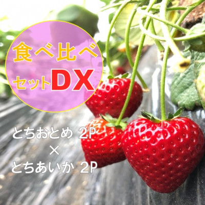 
《1月から順次発送》関さんちのこだわりいちご 朝穫り完熟とちおとめ×とちあいかDX食べ比べ 4P【1368977】
