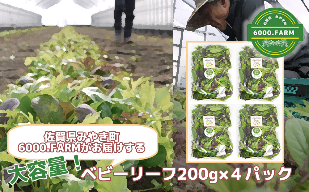 FV021_大容量ベビーリーフ200ｇ×４セット 有機JAS認証取得