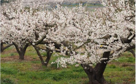 ふわっと香る紀州南高梅　青梅5kg ※2025年6月中旬～７月上旬頃に順次発送予定【期間限定：2025年5月31日まで】 / 和歌山 田辺市 紀州南高梅 南高梅 梅干し 梅干 梅 うめ 青梅 梅シロッ