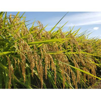 ふるさと納税 新庄市 米の匠みのりガーデン/金賞受賞農家の【特上 ヒメノモチ】1升　1.5kg |  | 01