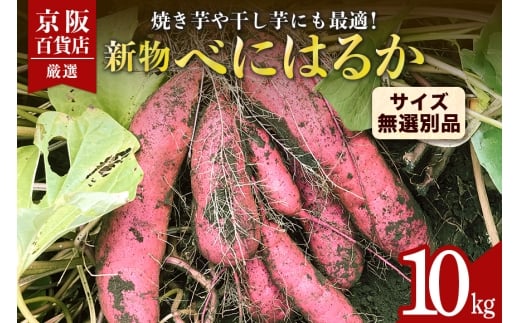 【京阪百貨店厳選】茨城県産べにはるか 10kg （新物）[サイズ無選別品] 芋 さつま芋 サツマイモ さつまいも B18-004