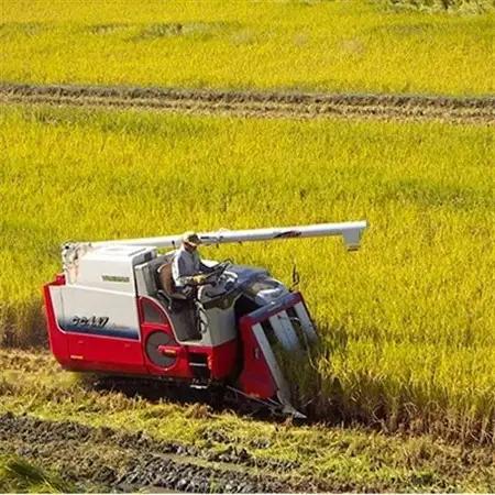 【令和8年10月中旬以降発送】ひのひかり(奈良県天理産)玄米30kg【令和8年産】(一等米)_ 玄米 米 こめ コメ_【1085320】