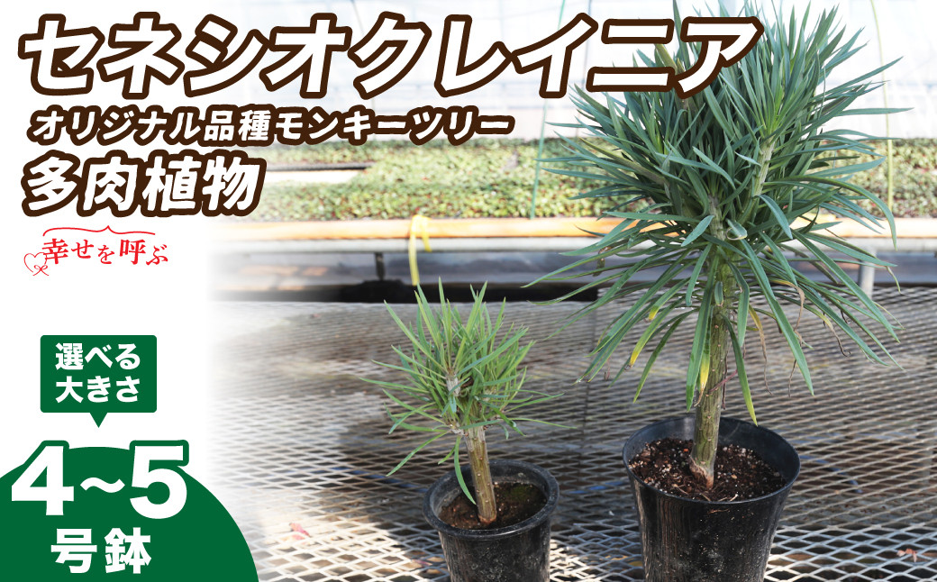 
            【選べる大きさ】 観葉植物 セネシオクレイニア（モンキーツリー） 4号鉢 5号鉢｜ 植物 観葉植物 多肉植物 モンキーツリー 鑑賞用 緑 自然 インテリア リビング 室内 幸せ 丈夫 プレゼント お祝い 引っ越し祝い 新築祝い ハッピー グリーンギフト 茨城県 常陸太田市
          