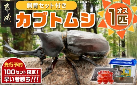 
                  【先行受付☆2027年6月以降お届け】カブトムシ(飼育セット付き) ※限定100セット※〔LG-3311-2027〕_(都城市) 国産カブトムシ オス 飼育セッ ト 子ども ゼリー 自由研究 プレゼント
                