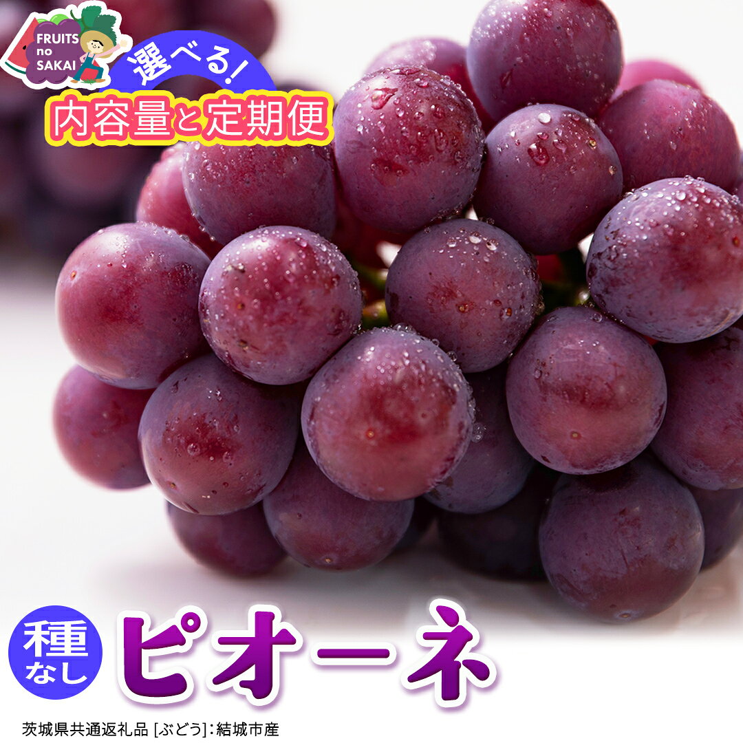 【ふるさと納税】＼選べる内容量・定期便／ ピオーネ 約1.3kg ～ 5kg (約2房～12房)　単品（1回）・定期便(3か月連続)【2026年8月より発送開始】(茨城県共通返礼品 [ぶどう]：結城市産) ぶどう ブドウ 葡萄 ピオーネ高級 国産 黒ぶどう 旬 お取り寄せ フルーツ 希少品種