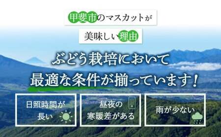 【2025年発送】『特別栽培』自然塾夏 シャインマスカット 約2.7㎏ 減農薬 先行予約 先行 予約 山梨県産 国産 産地直送 人気 おすすめ 贈答 ギフト お取り寄せ フルーツ 果物 くだもの ぶど