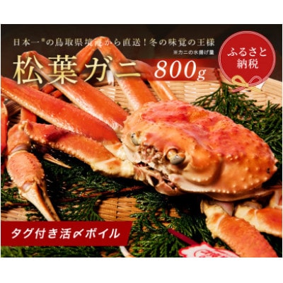 【蟹セレブ】タグ付き活〆ボイル・松葉がに(大・800g前後)【配送不可地域：離島・北海道・沖縄県・東北・関東・信越、北陸・東海・九州】