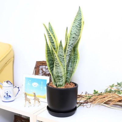 
                  【観葉植物】サンスベリア 5号 ブラック丸プラスチック鉢（Bowl）土の表面:ウッドチップ【観葉植物 インテリア 部屋 おしゃれ 福岡県 筑前町 送料無料 AG058】
                