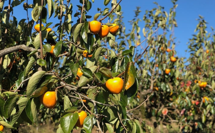 秋 フルーツ 果物 柿ジャム かき 柿レシピ デザート スイーツ くだもの たねなし 種なし