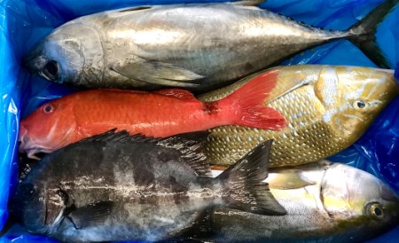 新鮮土佐魚の詰合せセットB