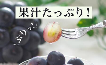 ぶどう 2024年 先行予約 ニュー ピオーネ 2房（1房600g以上）化粧箱入り ブドウ 葡萄  岡山県産 国産 フルーツ 果物 ギフト [No.5220-0815]