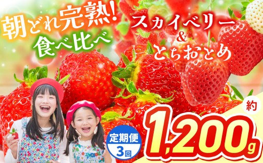【先行予約】【定期３回】スカイベリー＆とちおとめ 食べ比べ 300g×2×2箱 | 果物 くだもの フルーツ 野菜 やさい ヤサイ 苺 イチゴ いちご とちおとめ スカイベリー 食べ比べ 新鮮 甘い 数量 限定 美味しい 果物 フルーツ デザート 栃木県 那珂川町 送料無料