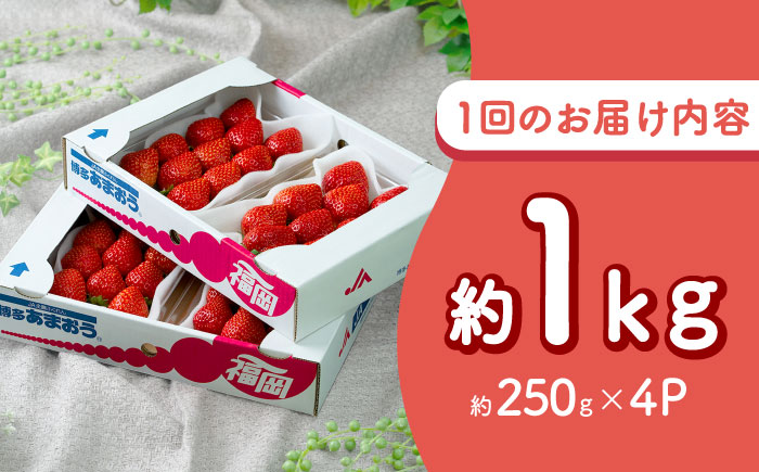 【全3回定期便】福岡産 冬あまおう 250g×4P 吉富町/南国フルーツ株式会社 [BGAG042] いちご 苺 果物 くだもの フルーツ 甘い 福岡県 定期