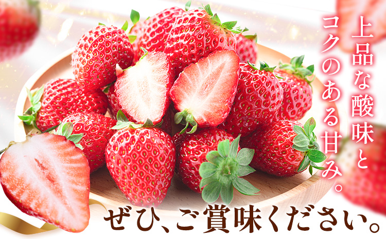 【先行予約】いちご 和歌山県産 紀州和歌山 ブランド いちご まりひめ 計1kg 250g×4パック 株式会社魚鶴商店 《1月上旬-2月下旬頃出荷》 和歌山県 日高町 フルーツ 果物 スイーツ 甘い-