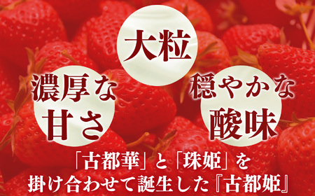 【食べ比べ】 平群の『古都華』＋希少『古都姫』（L～２Lサイズ）各1パック 計2パック 阪野農園 | 果物 くだもの フルーツ 苺 イチゴ いちご ストロベリー 古都華 ことか 古都姫 ことひめ 食べ