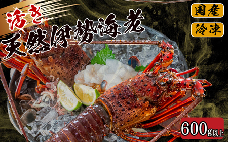 活き 伊勢海老 600g 以上 ( 1尾 から 3尾 ) 吉岡 ( サイズ 混合 えび エビ いせえび 高級 鮮魚 イセエビ 海鮮 魚介 刺身 焼き物 汁物 ギフト 贈答 贈り物 祝い 歳暮 中元 高知 天然 海の幸 高知県 須崎市 ) IKY056-x