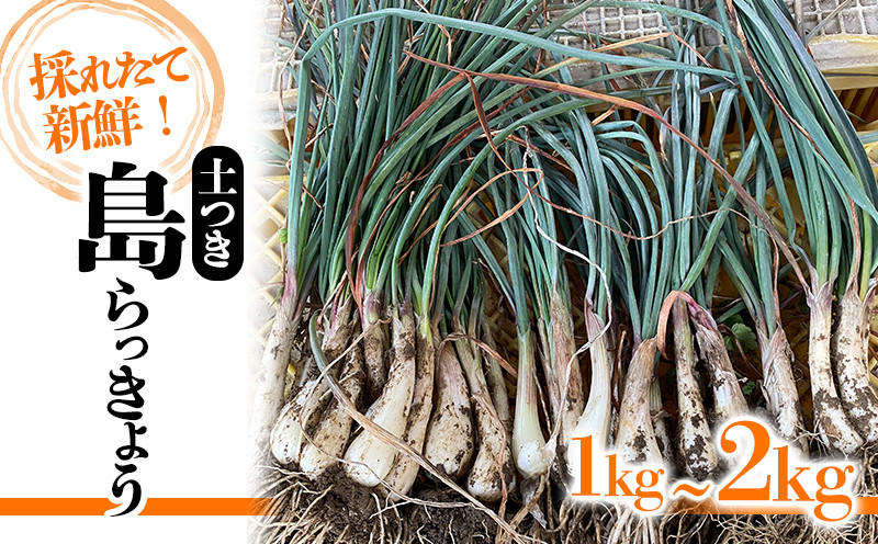 
            島らっきょう 1kg/2kg | 期間限定 らっきょう ラッキョウ 辣韭 らっきょう酢 炒め物 天ぷら 国産 愛媛県産 愛媛県 松山市 松山市ふるさと納税返礼品
          