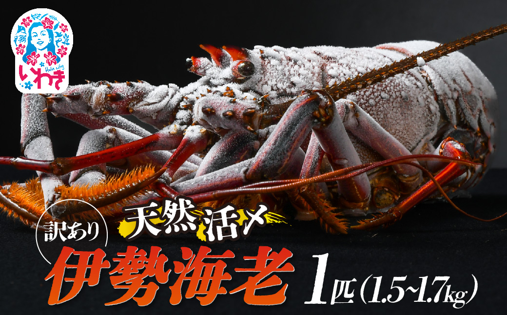 【訳アリ】特大 天然活き〆 福えび 1匹（1.5kg?1.7kg） | 急速 冷凍 海鮮 魚介類 お正月 お祝い いせえび イセエビ 福島県 いわき市 ふるさと納税 | MF002-m