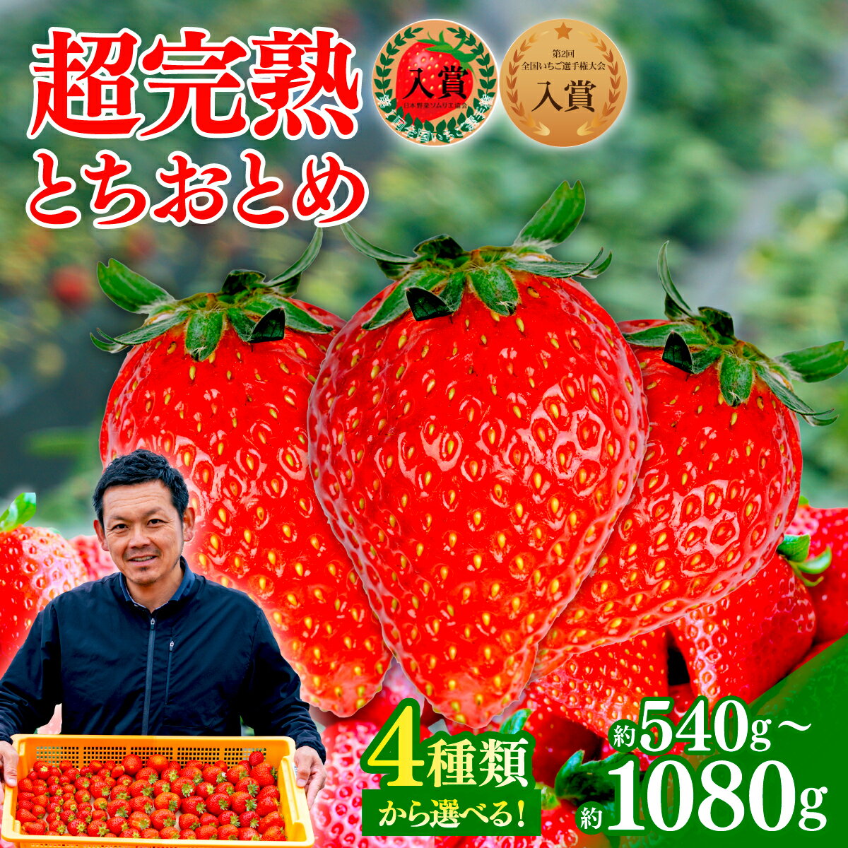 【ふるさと納税】いちご 「茂木完熟いちご」いちご選手権金賞農園の朝採れ とちおとめ 540g 1,080g 選べる発送月＆内容量 | いちご イチゴ 苺 とちおとめ 第1回いちご選手権金賞 ブランドいちご ストロベリー 完熟 大粒 果物 フルーツ 美土里農園 栃木県 茂木町