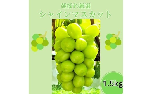 朝採れ厳選シャインマスカット 1.5kg （3～4房） 長野県 信州 南信州 高森町 農家直送 果物 くだもの ぶどう シャイン 旬のぶどう 旬の果物 山吹ふぁーむ牛田