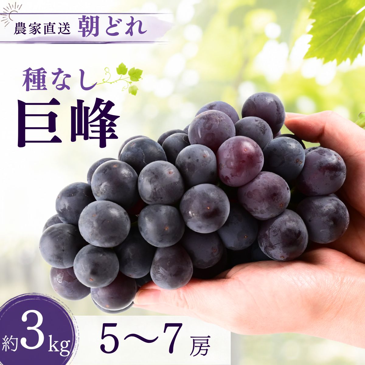 【ふるさと納税】【農家直送（収穫日に発送）】種無し巨峰　◆約3kg（5～7房）| 巨峰 種なし ぶどう 食べ比べ 詰め合わせ 約3kg 5～7房 農家直送 収穫日発送 新鮮 フルーツ 果物 お取り寄せ 季節限定 愛知県 豊田市