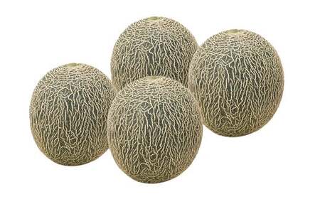 熊本県産 肥後グリーンメロン 4玉 計約4kg メロン 果物 くだもの フルーツ 【2026年6月上旬発送開始】