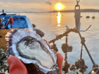 能登かきのオイル漬け（1瓶）｜ 石川県 七尾市 能登 ※2025年1月上旬～5月下旬頃に順次発送予定