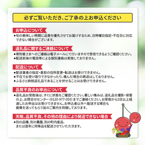 [2026年発送] 北海道 仁木町産 新鮮 とうもろこし 2色セット【10～12本】 野菜 トウモロコシ コーン [株式会社 嶋田茂農園匠]