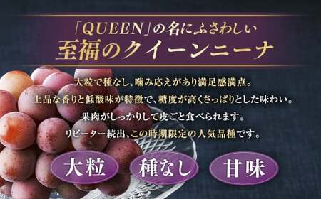 【定期便2回】 ［種なし］ 岡山県産 クイーンニーナ ・ シャインマスカット 1kg箱（2房入り）【2026年9月上旬発送開始】 ／ ぶどう ブドウ 葡萄 大粒 種なし 種無し フルーツ 果物 くだも