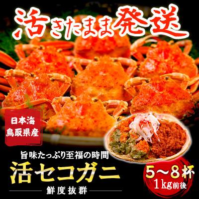 ふるさと納税 智頭町 【新物とれたて】せこがに セイコガニ 活生 姿 約1kg 5〜8枚 松葉ガニのメス 鳥取県