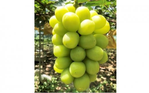 ぶどう 2025年 先行予約 農家こだわりのシャインマスカット 2～3房 合計約1.2kg 【 Nini farm 農家 直送 】 | フルーツ 果物 くだもの ぶどう ブドウ シャインマスカット 2～3房  国産 岡山県産 食品 人気 おすすめ 先行予約 送料無料 ギフト 贈り物 贈答品 プレゼント ぶどう ブドウ シャインマスカット