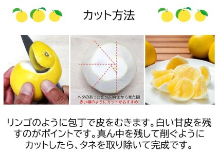 【2027年出荷分】小夏 (日向夏)  小夏 3kg 
