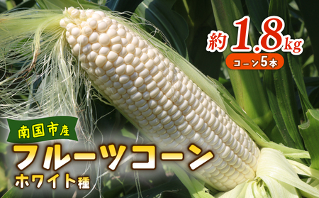 【2026年先行予約 / 数量限定 とうもろこし】フルーツコーン ホワイト種 5本 とうもろこし